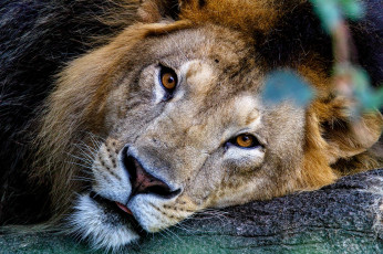 Картинка животные львы портрет