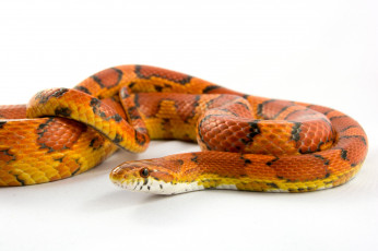 Картинка животные змеи +питоны +кобры макро цвет оранжевая