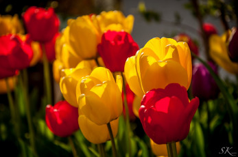 Картинка цветы тюльпаны макро разноцветные