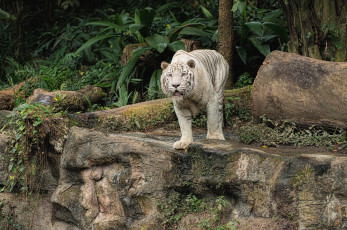 Картинка животные тигры белый