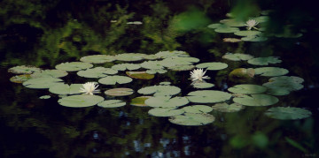 Картинка цветы лилии+водяные +нимфеи +кувшинки пруд