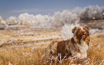 Картинка животные собаки природа взгляд поле