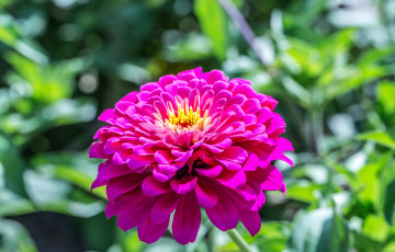 Картинка цветы цинния розовая циннея