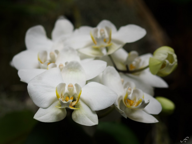 Обои картинки фото цветы, орхидеи, макро, лепестки, белый
