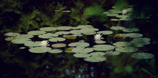 Обои картинки фото цветы, лилии водяные,  нимфеи,  кувшинки, пруд