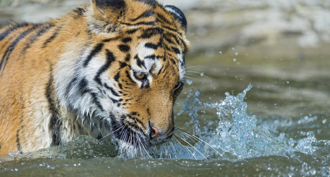 Обои картинки фото животные, тигры, купание, брызги, вода, морда, кошка