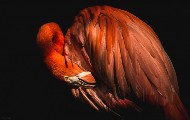 Обои картинки фото животные, фламинго, птица, клюв, перья, профиль
