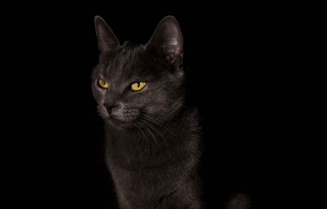 Обои картинки фото животные, коты, cat, черный, фон, кошка, black