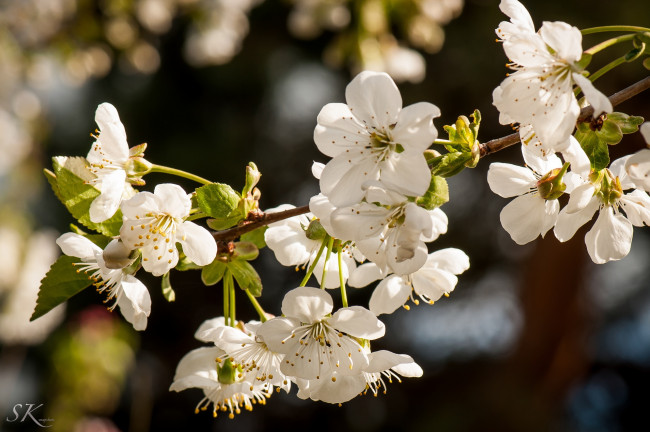 Обои картинки фото цветы, сакура,  вишня, весна, белые, ветка