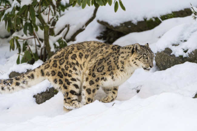 Обои картинки фото животные, снежный барс , ирбис, пятна, кошка, игра, бег, снег, зима
