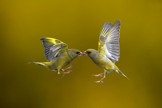 Обои картинки фото животные, щеглы,  чижи, полёт, птицы, фон, flying, kiss