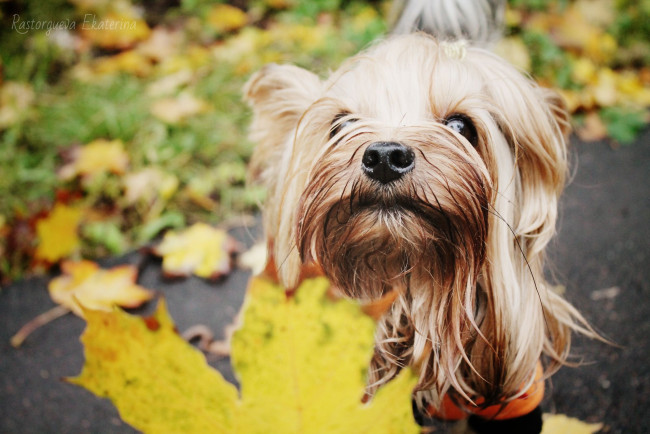 Обои картинки фото животные, собаки, осень, листья, йорки, прогулка