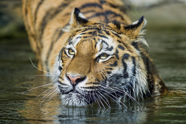 Обои картинки фото животные, тигры, купание, вода, морда, кошка