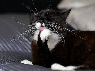 Картинка кот животные коты окрас лапки усы