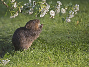обоя животные, крысы,  мыши, луг, роса, трава, мышь, ветка, цветы, весна