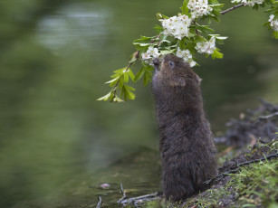 Картинка животные крысы +мыши озеро луг ветка цветы трава мышь