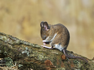 Картинка животные крысы +мыши ветка кора мышь умывается