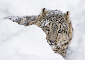 Картинка животные снежный+барс+ ирбис зоопарк зима снег сугроб выглядывает морда барс кошка хищник детёныш молодой