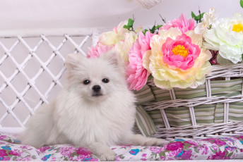 Картинка животные собаки корзина цветы белый шпиц
