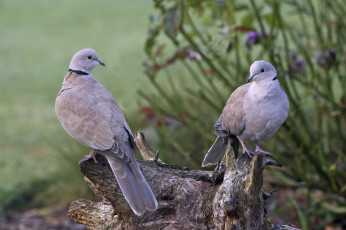 Картинка животные голуби птицы пара дикие