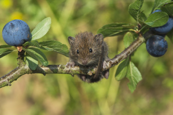 Картинка животные крысы +мыши фон макро ветка ягоды мышь