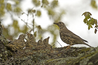Картинка животные птицы ветка гнездо птенцы птица