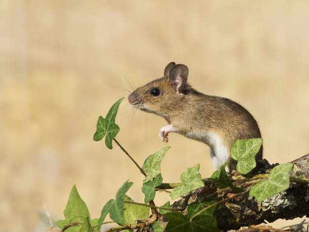 Обои картинки фото животные, крысы,  мыши, мышь, фон, листья, растения
