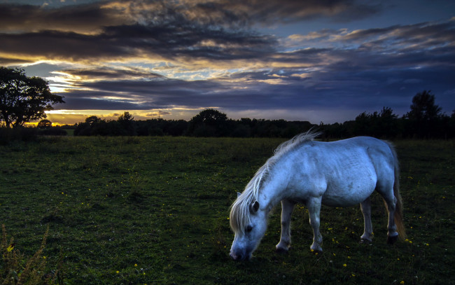 Обои картинки фото животные, лошади, природа, ночь, поле, конь