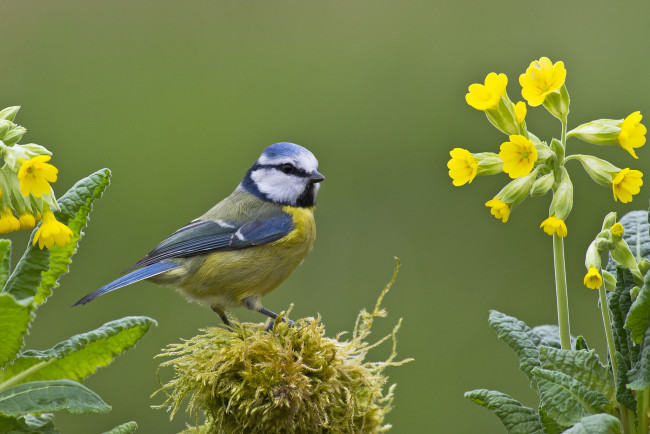 Обои картинки фото животные, синицы,  лазоревки, фон, птица, синица, ветки, цветы