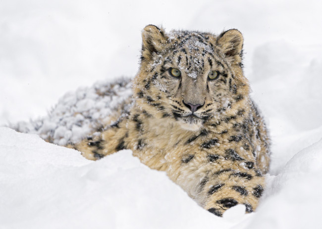 Обои картинки фото животные, снежный барс , ирбис, хищник, зоопарк, барс, кошка, зима, снег, лежит, морда, молодой, детёныш