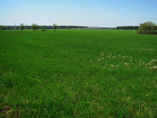 Картинка природа луга трава