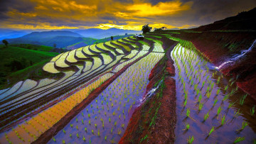 Картинка природа горы рисовые поля