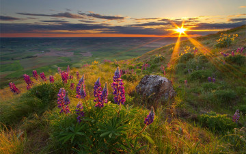 Картинка природа луга солнце цветы трава горы