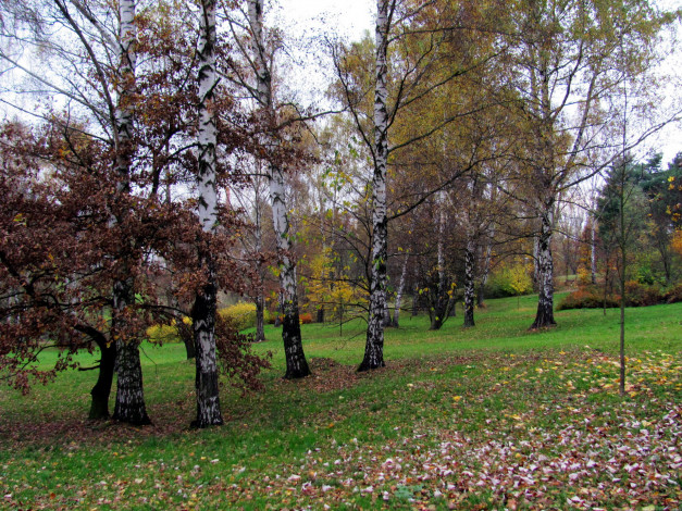Обои картинки фото природа, деревья, осень, березки