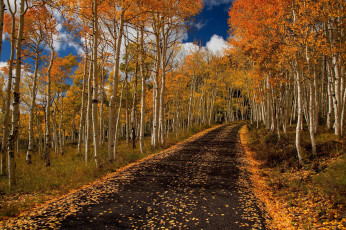 Картинка природа дороги листопад листва осень березы