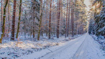 Картинка природа дороги деревья лес снег