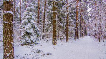 Картинка природа дороги снег деревья лес