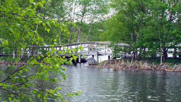 Картинка природа реки озера мостик река березы