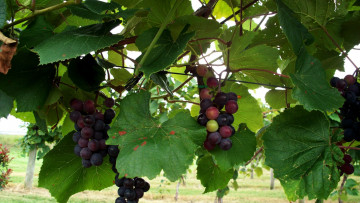 обоя природа, Ягоды,  виноград, гроздья