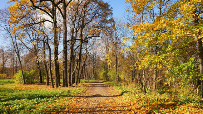 Обои картинки фото природа, дороги, пейзаж, дорога, деревья, лес, осень