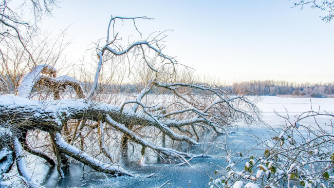 Обои картинки фото природа, зима, дерево, озеро, водоём