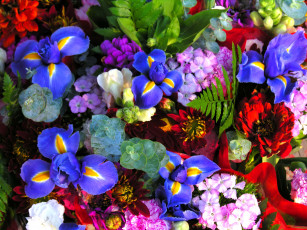 Картинка цветы разные+вместе майоры фото ирисы гвоздики циннии