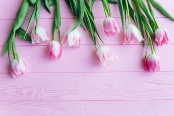 Картинка цветы тюльпаны лепестки фон