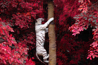 Картинка животные тигры ветки белый тигр деревья на дерево хищник листва залез ствол