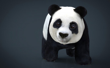 Картинка 3д+графика животные+ animals панда