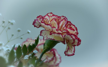 Картинка цветы гвоздики carnation flower гвоздика цветок