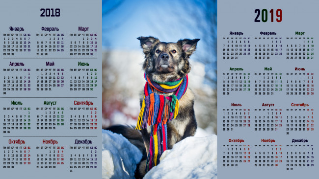 Обои картинки фото календари, животные, взгляд, собака, шарф