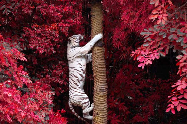 Обои картинки фото животные, тигры, ветки, белый, тигр, деревья, на, дерево, хищник, листва, залез, ствол