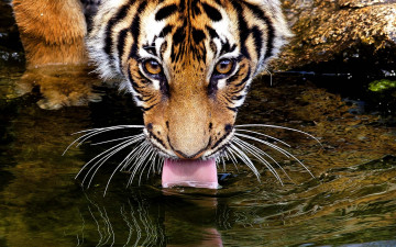 обоя животные, тигры, язык, вода, тигр