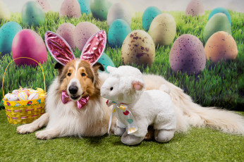 Картинка животные собаки праздник игрушка собака пасха